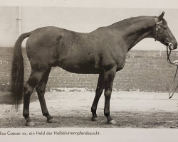 stallion Julius Caesar xx (Thoroughbred, 1873, from St Albans xx)