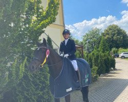 stallion Sir Martens (German Sport Horse, 2013, from Sir Lehmann)