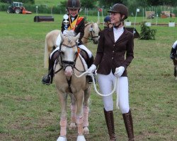 horse BW's Golden Dancer (Welsh-Pony (Section B), 2014, from Nilantshoeve's Zippo)