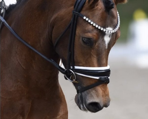 dressage horse Assenmacher’s Glücksritter (German Riding Pony, 2019, from HET Golden Dream)
