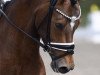 dressage horse Assenmacher’s Glücksritter (German Riding Pony, 2019, from HET Golden Dream)