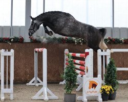 jumper Chester AP (German Sport Horse, 2019, from K.i Checkter)