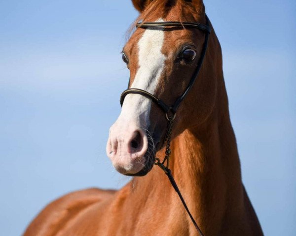 horse Altbayern‘s Kim (Welsh Partbred, 1996, from Dempsy Denny S)