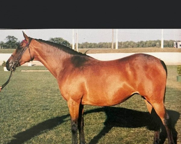 Zuchtstute Whalton Dawn Flight (British Riding Pony, 1980, von Sarnau Golden Falcon)