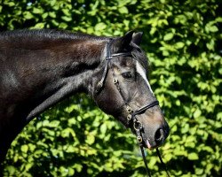 horse Liam (Welsh-Cob (Sek. D), 1997, from Hewid Lyn)