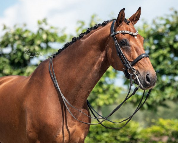 Dressurpferd Nearco van de Steenblok (Belgisches Warmblut, 2013, von Dannebrog)