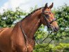 dressage horse Nearco van de Steenblok (Belgian Warmblood, 2013, from Dannebrog)