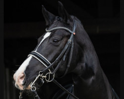 stallion ZINQ Bossi FH (German Sport Horse, 2016, from Bon Coeur)