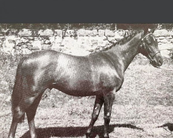 horse Rosevean King's Rhapsody (British Riding Pony, 1976, from Bwlch Zephyr)