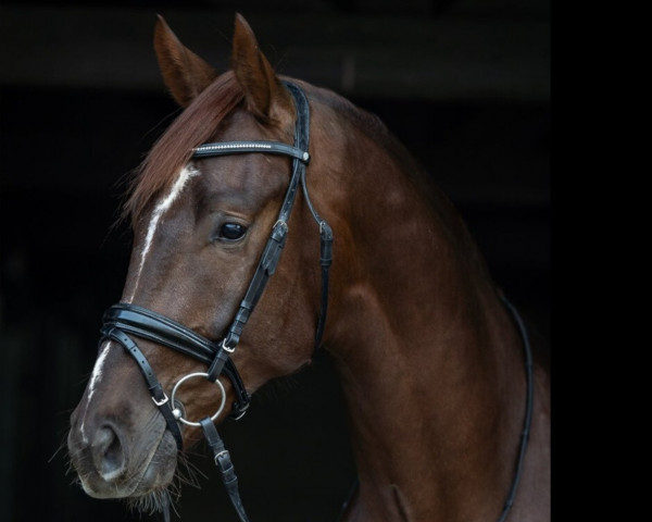 dressage horse Viva von Velen (Hanoverian, 2020, from Viva Gold OLD)