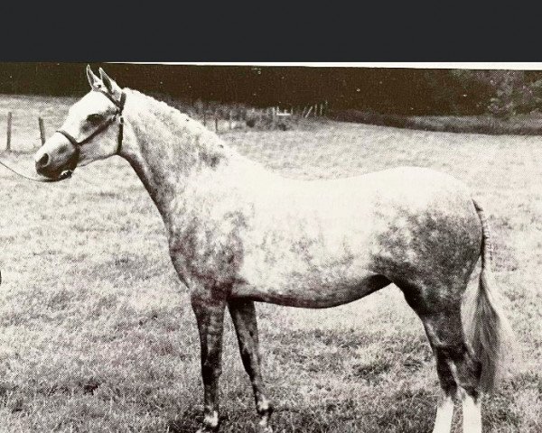 broodmare Waxwing Aria (Welsh Partbred, 1975, from Elmwick Doncella)