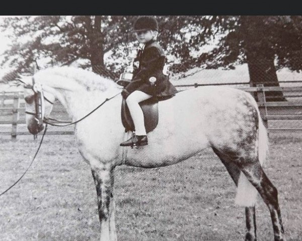 Pferd Sandbourne Sweet Posy (British Riding Pony, 1982, von Orielton Aristocrat)