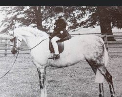 horse Sandbourne Sweet Posy (British Riding Pony, 1982, from Orielton Aristocrat)