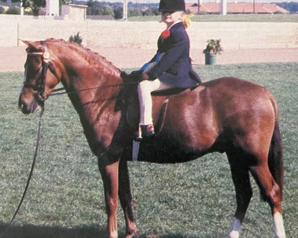 horse Cosford Cherub (Welsh Partbred, 1985, from Solway Schizanthus)