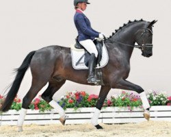 dressage horse For Instance 2 (Oldenburg, 2018, from For Romance I)