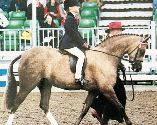 Pferd Woodend Bambi (Welsh Pony (Sek.B), 1994, von Lemonshill Limelight)