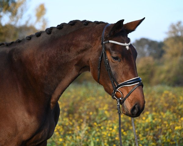 dressage horse Feelija's Flurry (Westphalian, 2020, from First Deal)