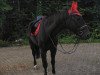 dressage horse Shagall (Westphalian, 1999, from Sir Schölling)