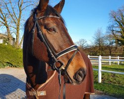 dressage horse Feivel MB (Hanoverian, 2013, from Fürst Nymphenburg)