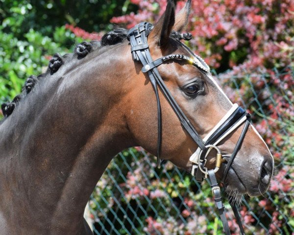 dressage horse Cox Casino Kiss (German Riding Pony, 2019, from Casino Gold)