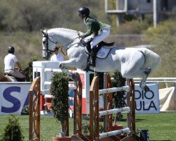 Springpferd Elverhojs Maestro (Dänisches Warmblut, 2006, von Carano)