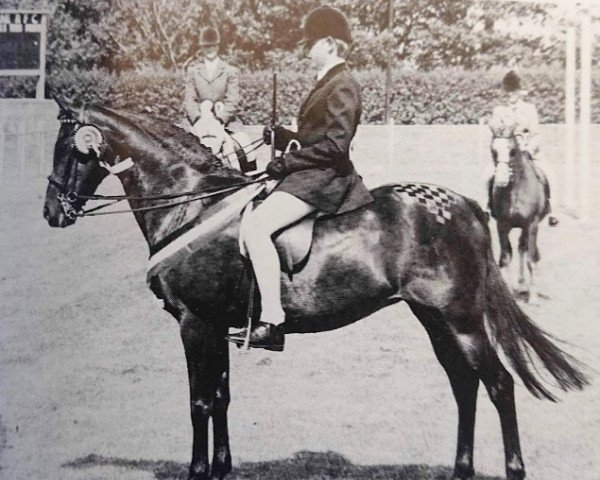 horse Rhodd Courtesy (British Riding Pony, 1974, from Cusop Guardsman)