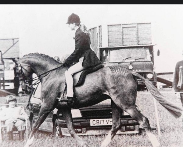 horse Ashlands Easter Tide (British Riding Pony, 1980, from Nutcombe Ashley of Oakley)