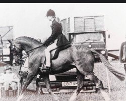 Pferd Ashlands Easter Tide (British Riding Pony, 1980, von Nutcombe Ashley of Oakley)