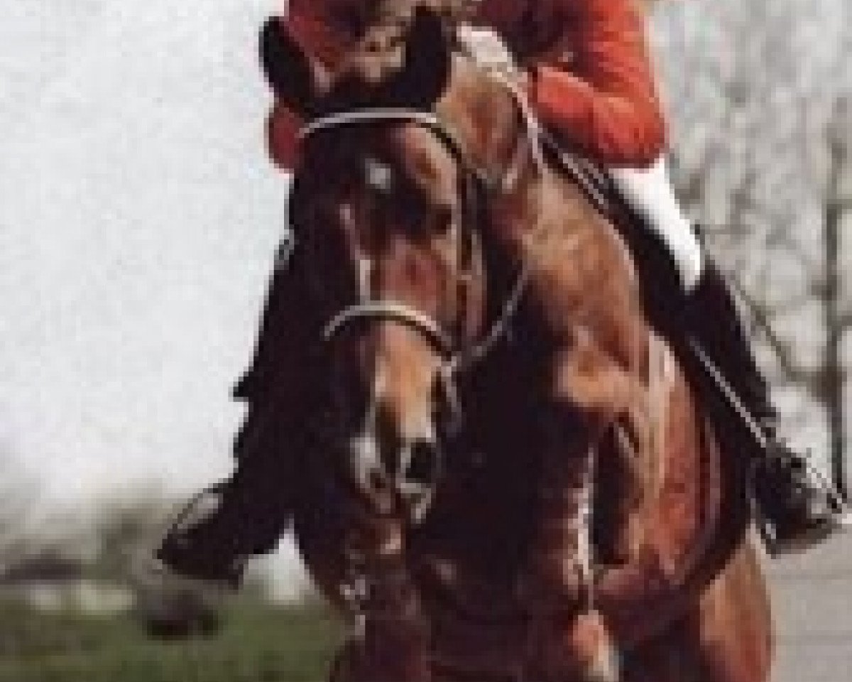 stallion Voltaire de Frely (Selle Français, 1987, from Double Espoir)