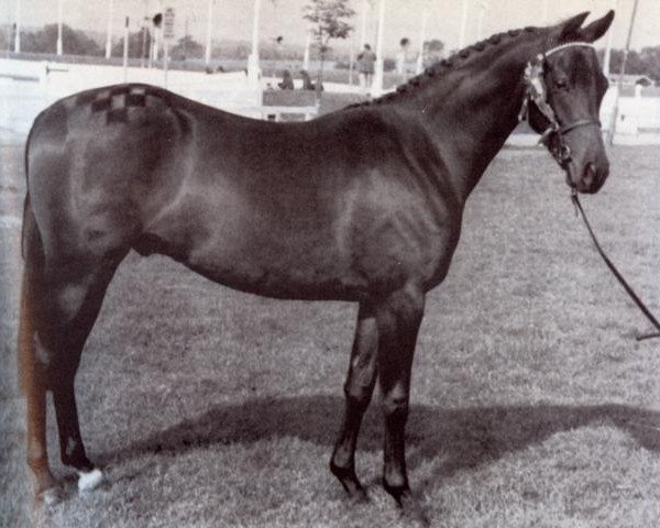 Pferd Forge Celtic Air (British Riding Pony, 1979, von Celtic Ballad xx)