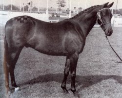 horse Forge Celtic Air (British Riding Pony, 1979, from Celtic Ballad xx)