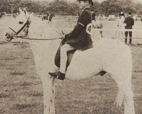 stallion Cusop Compliment (Welsh mountain pony (SEK.A), 1955, from Cusop Architect)