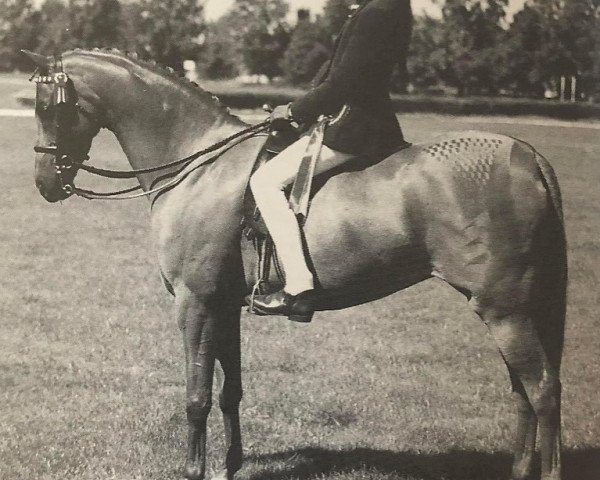 Pferd Fairley Chantelle (British Riding Pony, 1993, von Fairley Tempest)