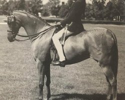 horse Fairley Chantelle (British Riding Pony, 1993, from Fairley Tempest)