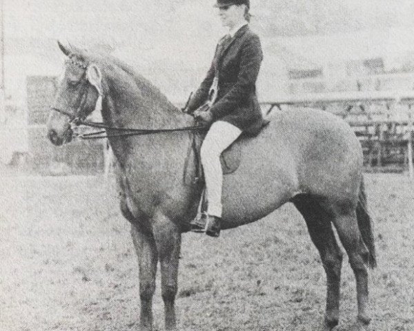 Pferd Chinook Majestic (British Riding Pony, 1976, von Rosevean Wild Fire)