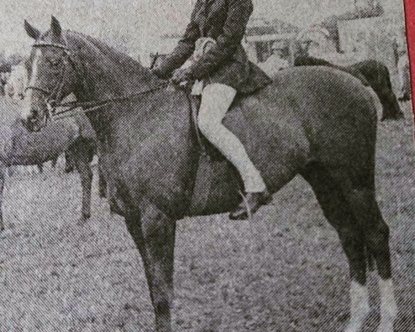 Pferd Chinook Tweed (British Riding Pony, 1979, von Chinook Majestic)