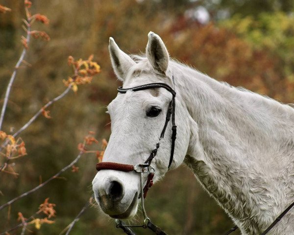 Springpferd Filou 946 (Sachsen-Anhaltiner, 1997, von Ferman)