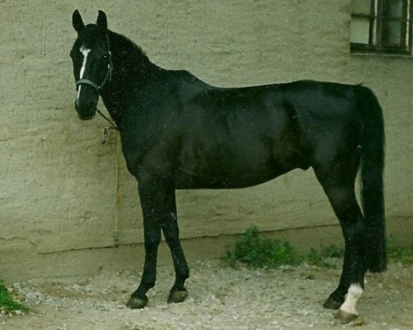 horse Ombre 6 (Trakehner, 1994, from Leonardo)