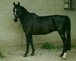 horse Ombre 6 (Trakehner, 1994, from Leonardo)