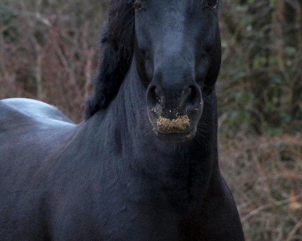 dressage horse All Black 3 (Pony without race description, 2011)