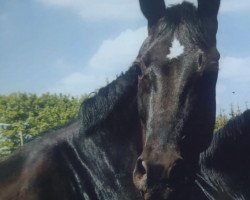 broodmare Inka (Thuringia, 1997, from Rosentänzer)