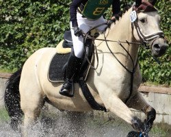 horse Faolan Fear Bui (Connemara Pony, 2015, from Ross Fear Bui)