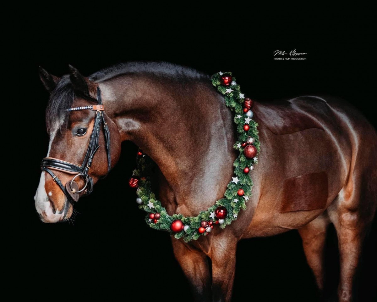 Springpferd Chike`s Candy Girl (Westfale, 2013, von Chike)