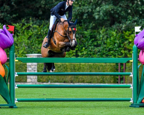 Springpferd Pegasus Dawsons Flex (Irish Sport Horse, 2013, von Flexible)
