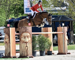 Springpferd Jordan Molga M (KWPN (Niederländisches Warmblut), 2014, von Etoulon VDL)