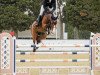 jumper Robin 111 (anglo european sporthorse, 2015, from De Flor 111 Z)