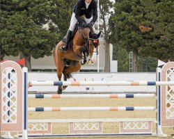 jumper Robin 111 (anglo european sporthorse, 2015, from De Flor 111 Z)