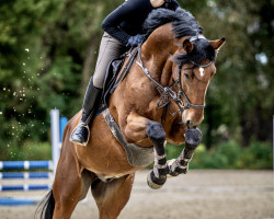 jumper Logan 26 (Hanoverian, 2014, from Lordanos)