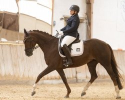 dressage horse Bitteschön (Westphalian, 2015, from Dankeschön)