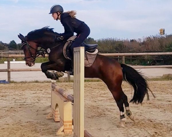 jumper Max Anton (German Riding Pony, 2015, from A new Star)
